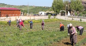 12 İlin Tarım ve Orman Müdürü görevden alındı 45 İle Tarım ve Orman Müdürü atandı