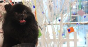 AGORA PATİ FESTİVALİ BAŞLIYOR!