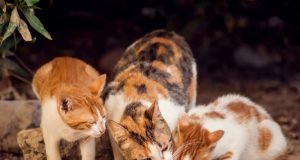 Sokak Hayvanlarını Korumak İçin Neler Yapabilirsiniz?