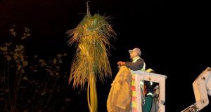 Sakarya’nın süsü palmiyeler kışa hazır