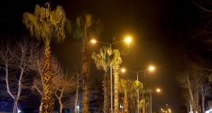 Büyükşehir şehrin süsü olan palmiyeleri şimdi yaza hazırlıyor