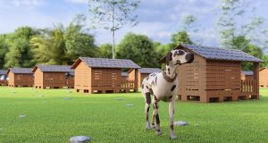 Başkan Adayı Alemdar “Sokak hayvanları için doğal yaşam alanları oluşturulacak”