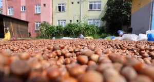 FİSKOBİRLİK 12 AĞUSTOS’TA FINDIK ALIMINA BAŞLIYOR