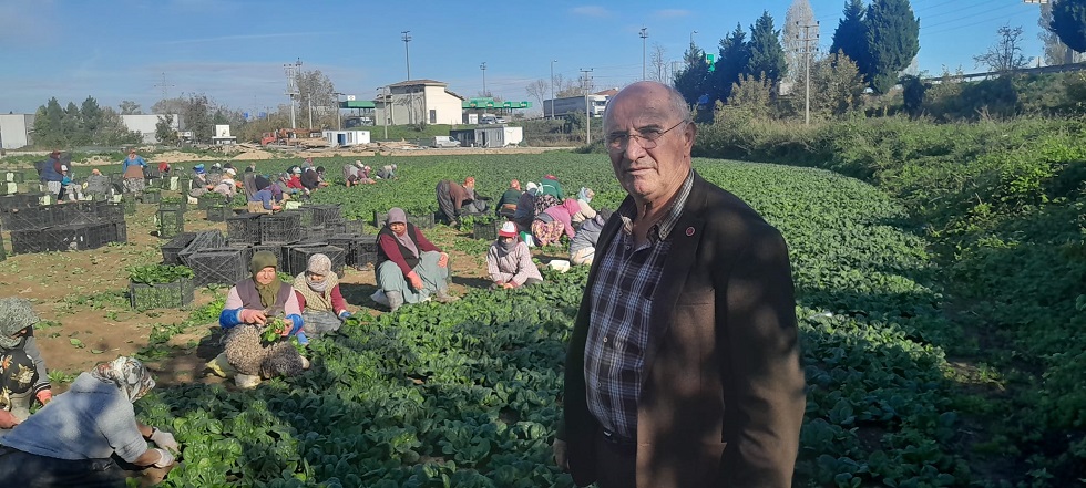 Çiftçi Üretiyor  Kazanamıyor ….Tarlada 5 liradan satılan ıspanak, marketlerde 35 lira