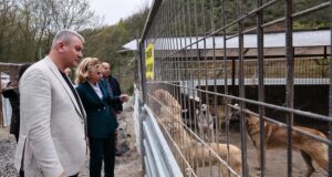 Serdivan’da Sokak Hayvanları İçin Modern Yaşam Alanı Yükseliyor